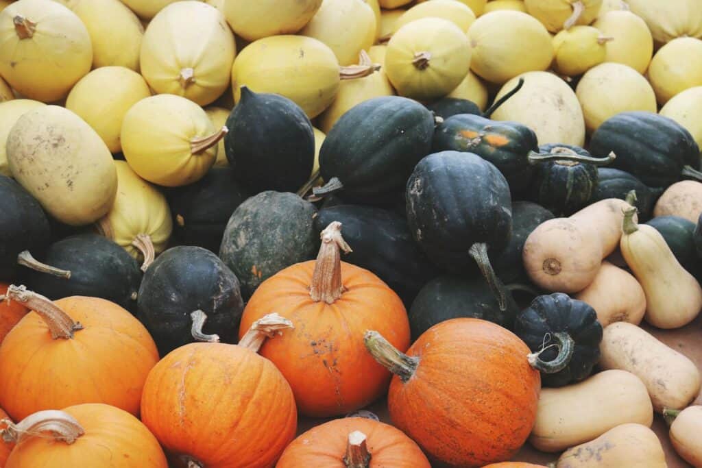 A vibrant display of assorted pumpkins and squash freshly harvested, showcasing fall's bounty.